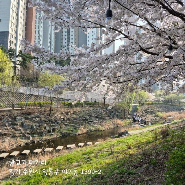 경기도 벚꽃 보러가기 좋은 곳