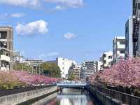 ชมซากุระ @Kiba Park, Tokyo