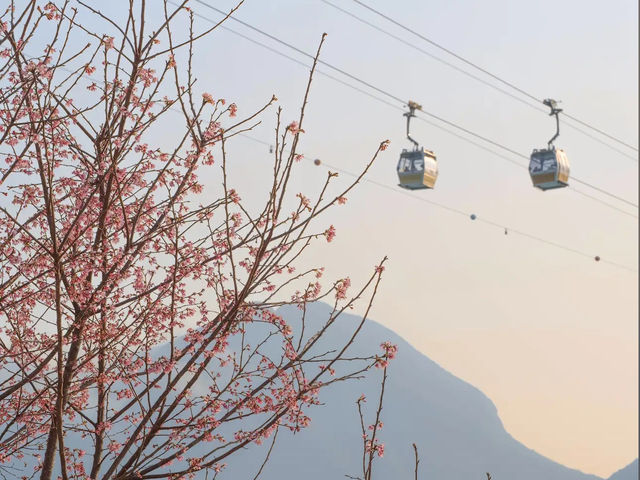 🌸 **觀景山櫻花園（赤鱲角南路）遊覽觀賞櫻花分享** 🌸