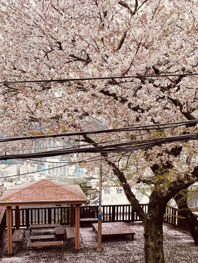 The Best Cycling Spot in Busan!