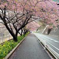 🌸 **河津櫻花觀賞地點遊覽分享** 🌸