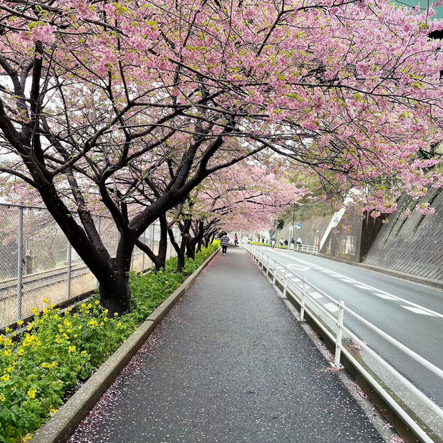 🌸 **河津櫻花觀賞地點遊覽分享** 🌸