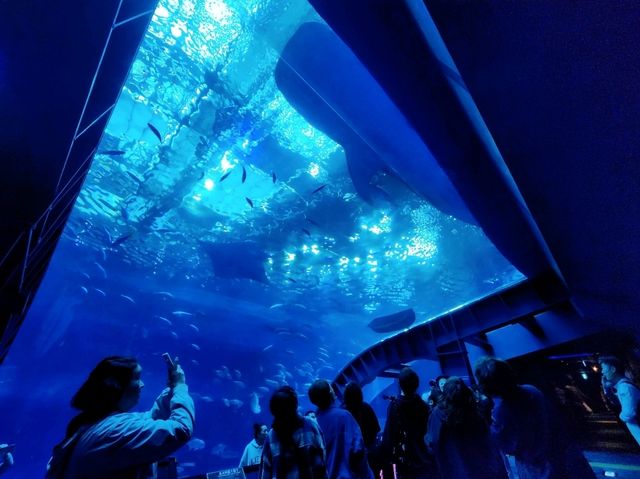 美麗海水族館🐋為了見鯨鯊一面一定要去