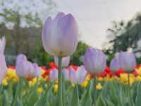 鬱金香花園