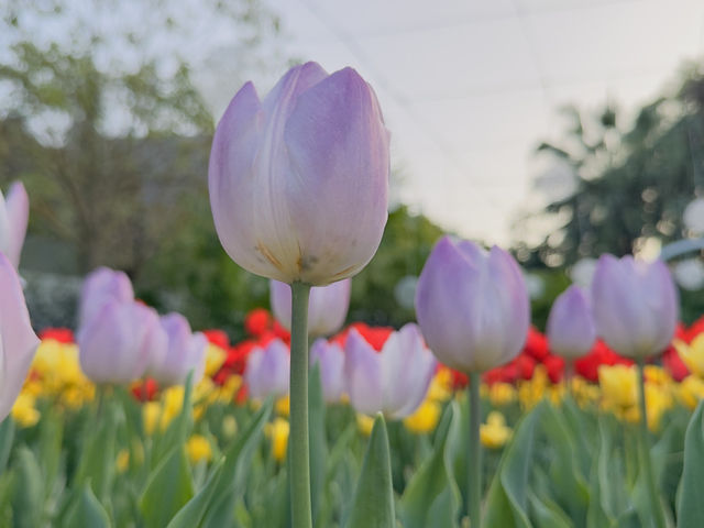 鬱金香花園