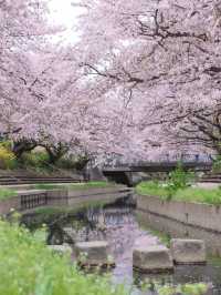 Fall in the Dreams of Sakura~🌸☁️