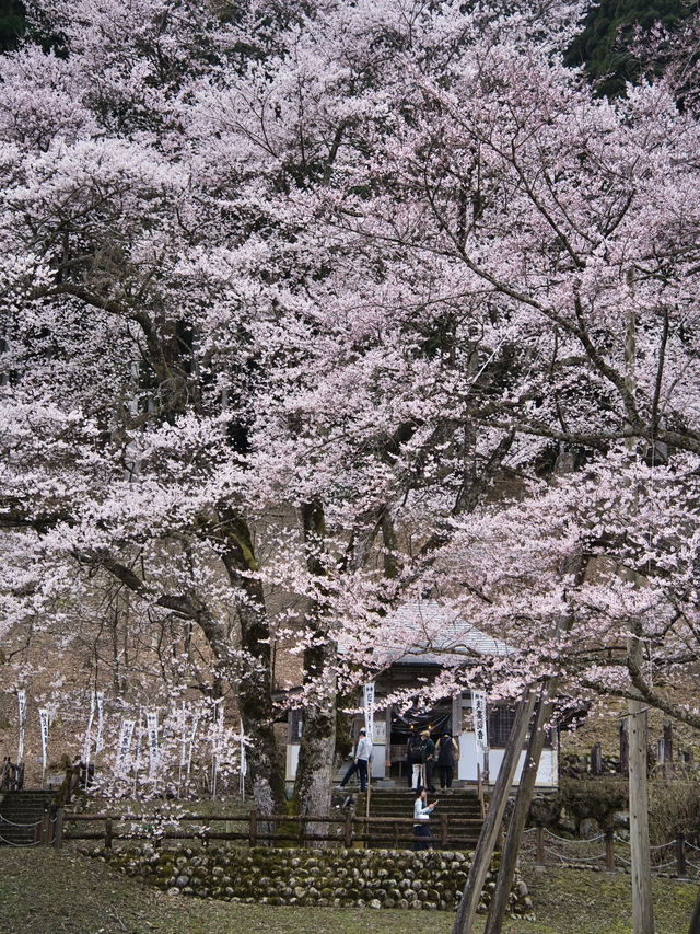 【岐阜】行かなきゃ損‼️樹齢1500年の神秘✨儚い美しさに酔いしれよう！