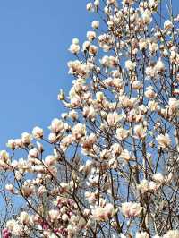 Cherry Blossom 🌸 trip to Cangzhou