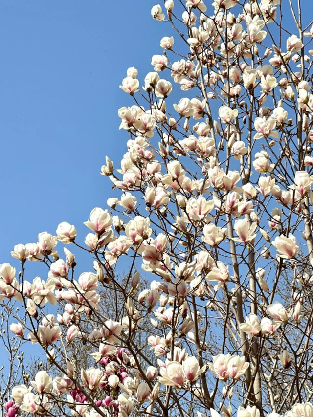 Cherry Blossom 🌸 trip to Cangzhou