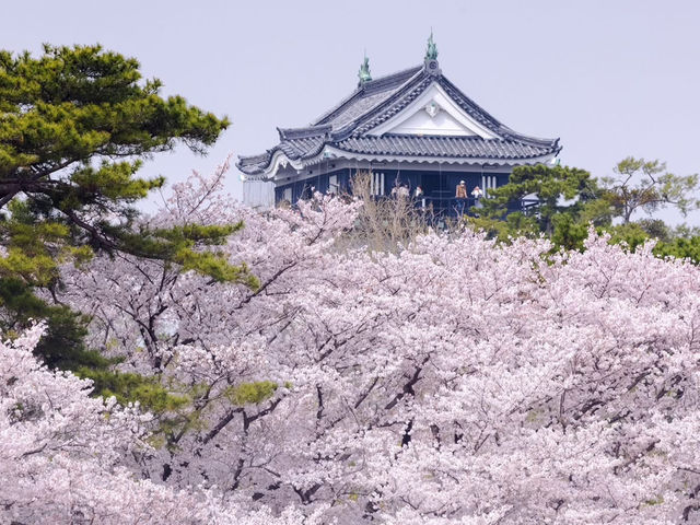 Chasing Sakura at Okazaki Castle