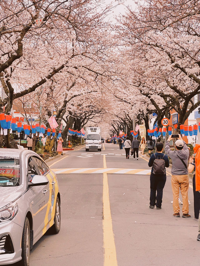 : 제주 가볼만 한 곳 : 제주 전농로 벚꽃길