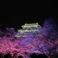 福岡 舞鶴公園春之天守閣夜櫻