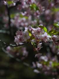 Kyoto | Enjoy the Sakura in full bloom in Kyoto
