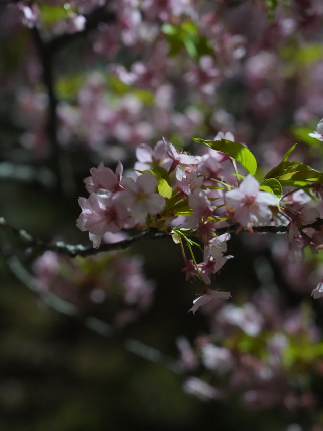 Kyoto | Enjoy the Sakura in full bloom in Kyoto