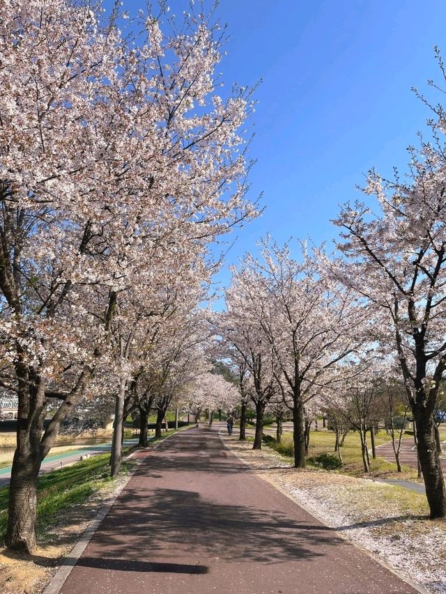 남양주 한적한 벚꽃 스팟!🌸
