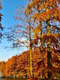 Siming Mountain National Forest Park: A Nature Lover's Paradise