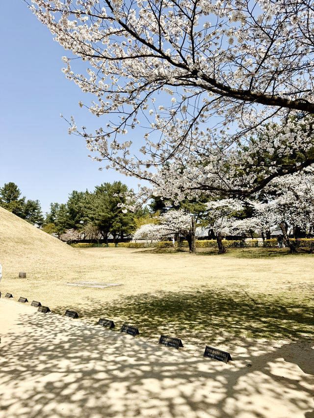 🌸하트 벚꽃 포인트가 있는 대릉원 돌담길🌸