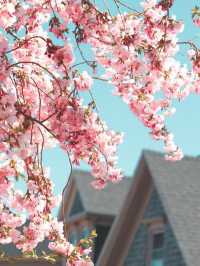 ワシントンD.C.春の絶景｜2025年桜まつり完全ガイド🌸