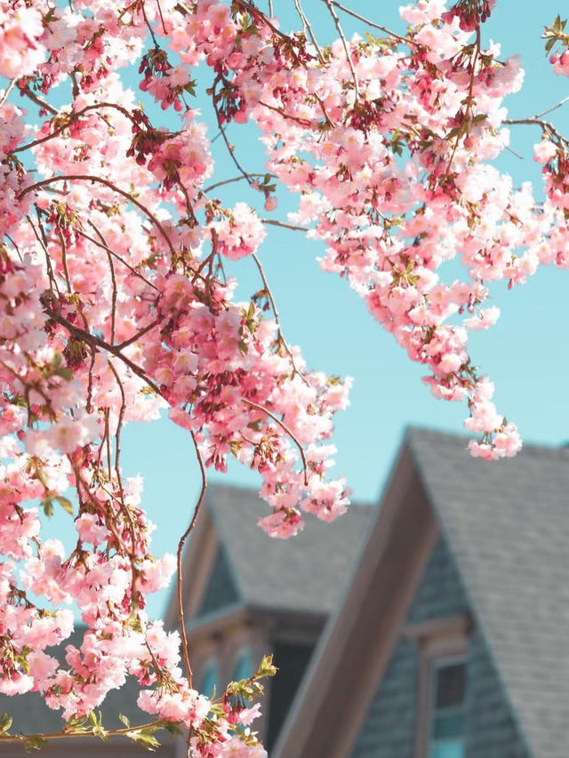 ワシントンD.C.春の絶景｜2025年桜まつり完全ガイド🌸