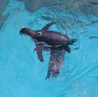 【日本】大洗水族館で海洋生物を観察！