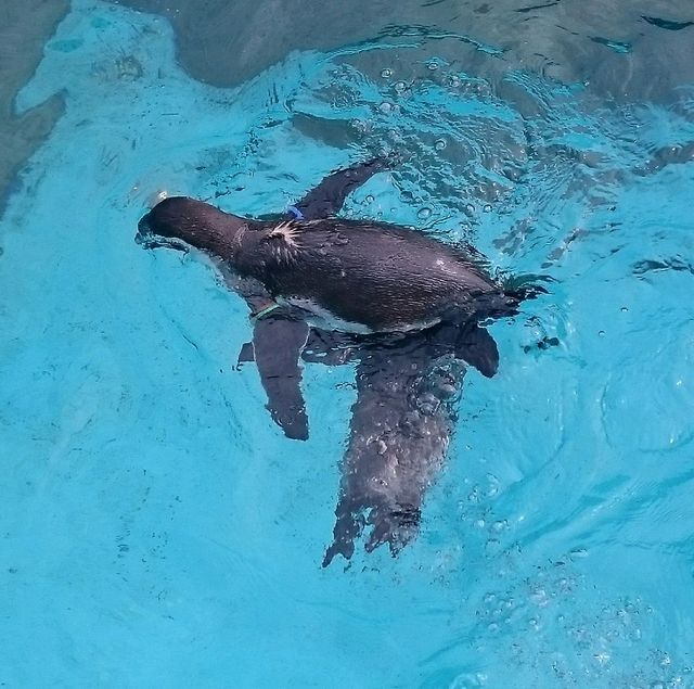 【日本】大洗水族館で海洋生物を観察！