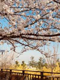 Yunjung Road: A Photographer's Dream in a Sea of Cherry Blossoms