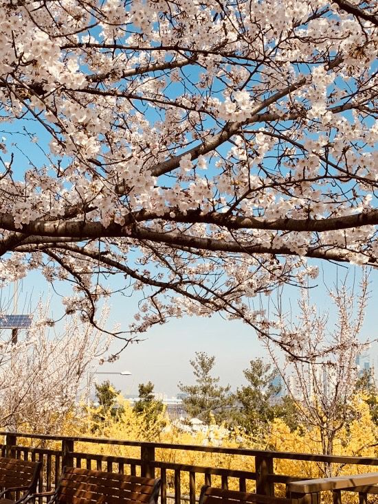 Yunjung Road: A Photographer's Dream in a Sea of Cherry Blossoms