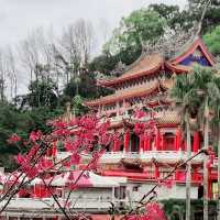 台北貓空春季賞櫻輕縱走推薦