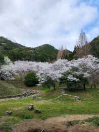 【山口グルメ】和カフェ大貫・山口の桜