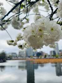 都内屈指のお花見名所🌸上野恩賜公園で春満喫！