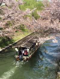 Cherry Blossoms at Fushimi Deai Bridge
