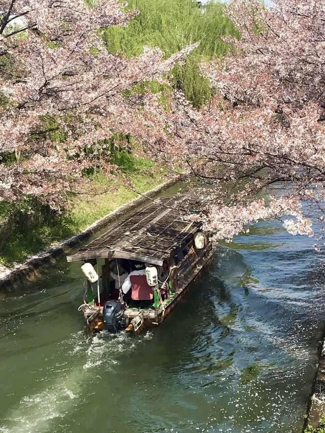 Cherry Blossoms at Fushimi Deai Bridge