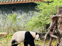 #廣州動物園#親子活動
