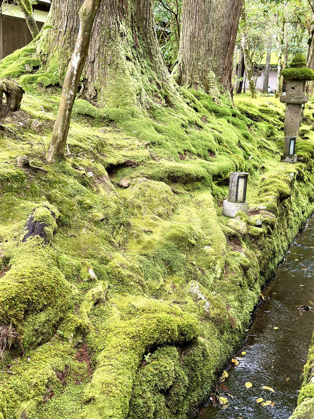 【石川×那谷寺】緑の苔に覆われた境内  羽織、番傘レンタルが無料
