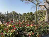  **🌵【廈門必打卡】園林植物園多肉區：闖入奇幻沙漠綠洲，與3000種多肉共舞！🏜️**  