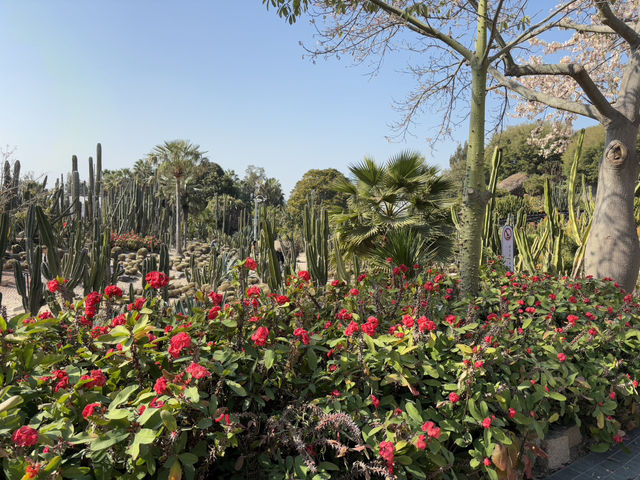  **🌵【廈門必打卡】園林植物園多肉區：闖入奇幻沙漠綠洲，與3000種多肉共舞！🏜️**  