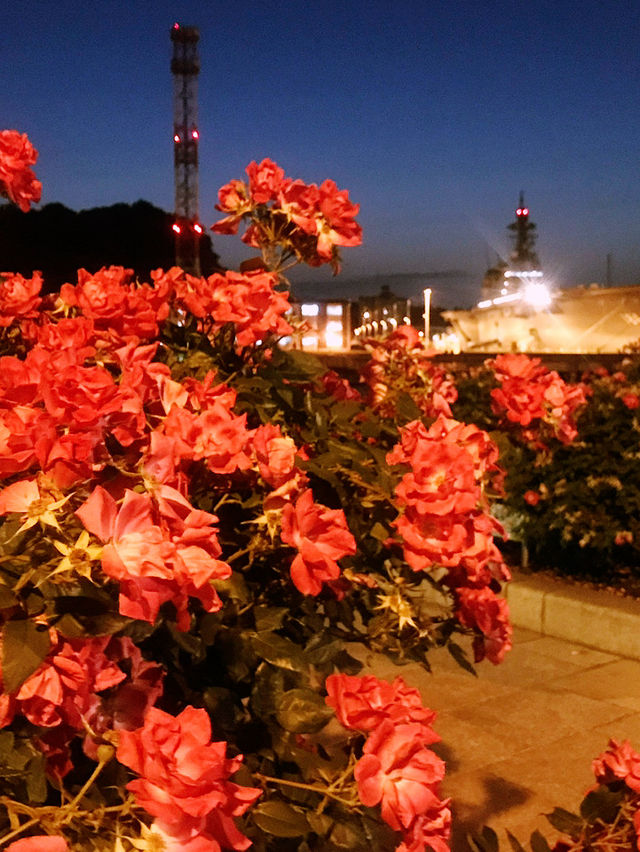 【バラ🌹が満開のヴェルニー公園から横須賀芸術劇場での意義ある滞在】