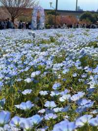 【東京】いま絶対に行きたい!!ネモフィラと桜のコラボ絶景
