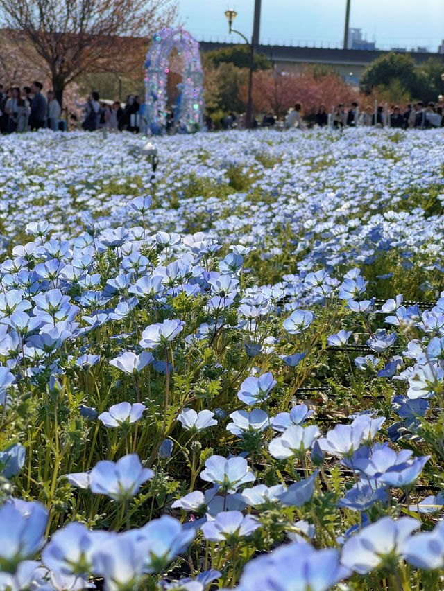【東京】いま絶対に行きたい!!ネモフィラと桜のコラボ絶景