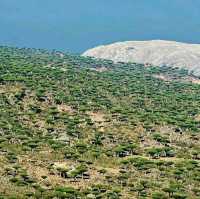 Socotra Island