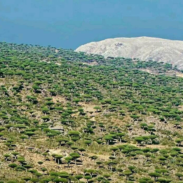 Socotra Island