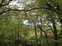【嵯峨野で静寂にひたる旅。常寂光寺〜二尊院〜川沿いの風景まで】