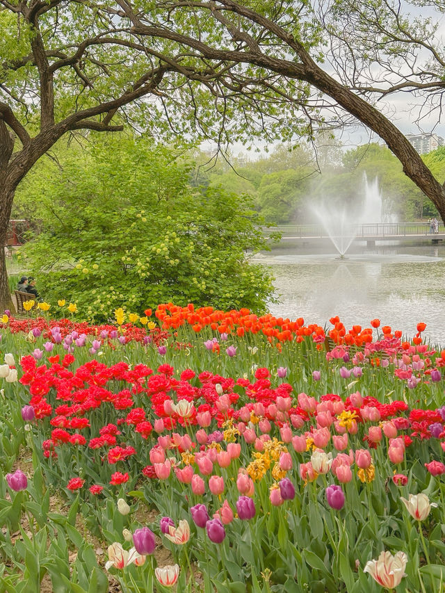 그냥 산책하러 갔는데… 완전 튤립축제🌼