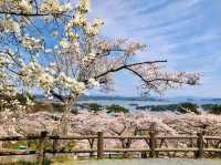 櫻花、海洋、松樹交織的絕景：仙台松島-西行戾之松公園
