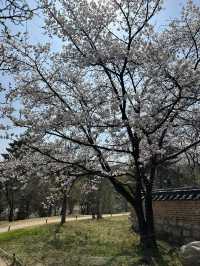 늦봄 나들이 막차🌸 용인 호암미술관 희원