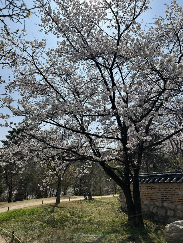 늦봄 나들이 막차🌸 용인 호암미술관 희원