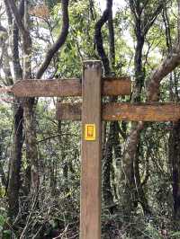 新店第一高峰-獅仔頭山｜古道遺跡探險路線推薦！