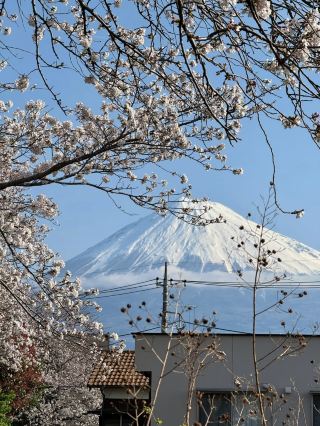 Chill life in Shizuoka: A spring stroll under Mt. Fuji’s cherry blossoms