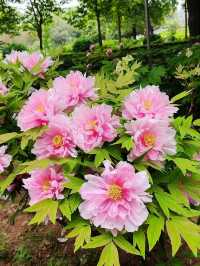 洛陽隋唐城遺址植物園賞牡丹