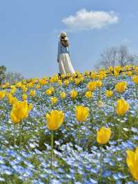 大阪 ❤︎ GWに行きたい無料の公園💐ネモフィラとチューリップ🩵💛  